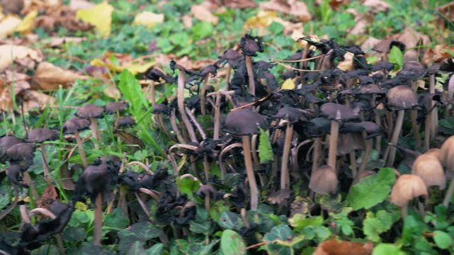 Close-up pan and pull-back shot of a large family of wild ink cap mushrooms growing in an autumn park among fallen leaves, grass, and ivy.
