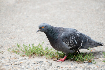 gray pigeon walks in the park on the asphalt in summer