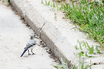 a wagtail bird walks on the asphalt in a park in summer