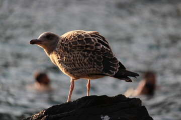 Gabbiano sul mare con persone nello sfondo