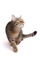 Domestic tabby cat with striking eyes is curiously looking upwards while walking on a clean white surface, showcasing its playful and inquisitive nature in a bright environment