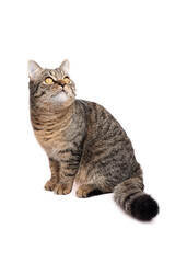 Domestic tabby cat with striking golden eyes, sitting gracefully and looking upwards, showcasing its beautiful fur pattern and playful demeanor in a clean, minimalistic setting