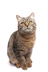 Fototapeta premium Domestic tabby cat with striking golden eyes sits gracefully against a white background, showcasing its beautiful fur pattern and curious expression, embodying feline elegance and charm