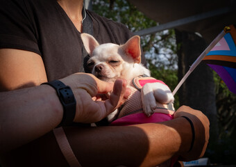 Man holding sleeping chihuahua puppy with intersex-inclusive progress pride flag
