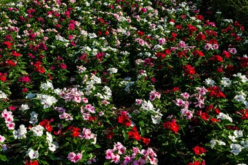 Obraz premium Vibrant Urban Flower Bed