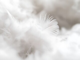 Obraz premium Feather floating gently soft and light