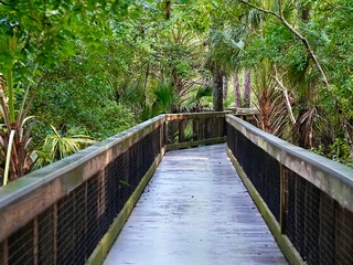 A wooden boardwalk through the forest