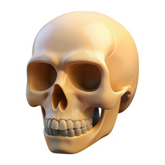 3d human skull isolated on transparent background