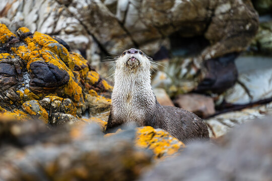 View of an otter poses gracefully amidst the rugged, lichen-covered rocks, its sleek fur a contrast to the rough textures of the coastal landscape, Hermanus, Western Cape, South Africa.