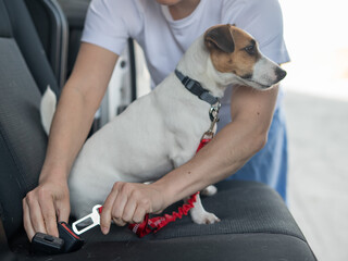 Caucasian woman travels by car with her dog. The owner fastens the Jack Russell Terrier with a seat...