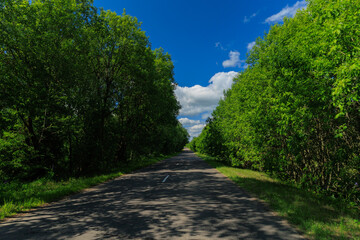 Road view on a summer day. Highways and roadside, white road line markings.