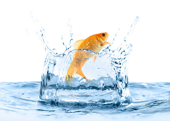 Beautiful bright goldfish jumping out of water on white background