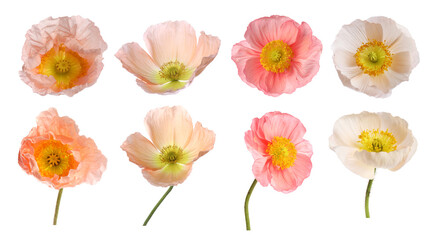 Obraz premium Beautiful poppy flowers on white background, collage. Meadow plant