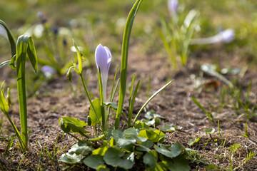 Close-up of delicate lilac Crocus vernus (spring crocus) at ground level with sunlit bokeh background. Ephemeral spring magic in Mikhailovsky Garden, St. Petersburg.