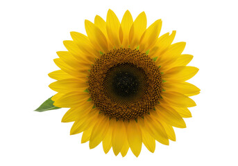 Fototapeta premium A magnificent, vibrant yellow sunflower with a detailed dark brown seed head, perfectly isolated on a clean white background with abundant copy space, studio lighting, summer vitality concept