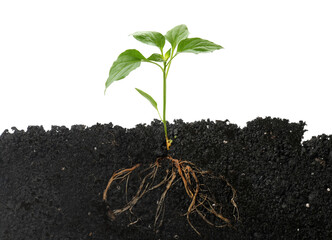 Young green plant with healthy root growing in soil against white background