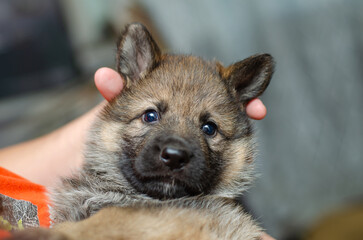 One-month-old wolfdog hybrid German Shepherd puppy. Close-up, focus on expressive eyes. Held in owners hands, soft bokeh background