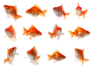 Beautiful bright goldfish on white background, collage