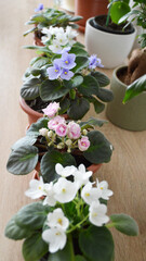 Collection of flowering African violets