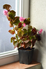 Pink Begonias Doublet Rose flower plant on windowsill