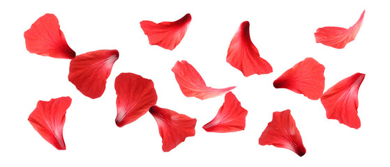 Fototapeta premium Red hibiscus petals falling on white background