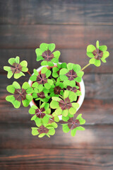 Four-leaf clover plant in the pot, wooden background