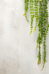 Creeping Jenny plant, grunge background with copy space