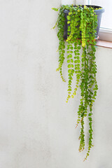 Creeping Jenny plant in flower pot, copy space