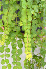 Creeping Jenny plant, close up
