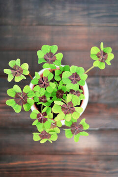 Four-leaf clover plant in the pot, wooden background