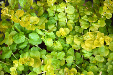 Creeping Jenny background, top view