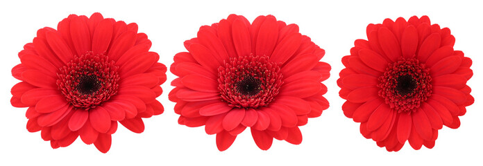 Red gerbera flower on white background, set