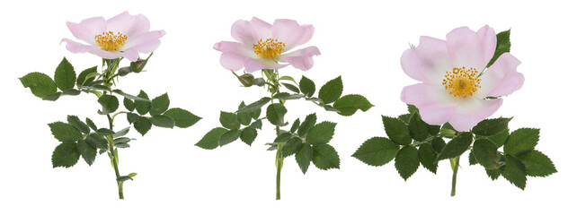 Beautiful rose hip flowers on white background, set