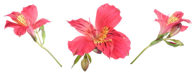 Beautiful pink alstroemeria flowers on white background, set