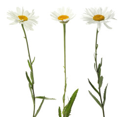 Beautiful chamomile flowers on white background, set