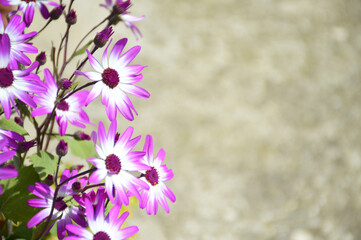 Cineraria flower plant on grunge background with copy space
