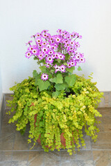 Cineraria and Creeping Jenny in flowerpot
