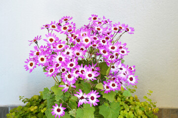Pink Cineraria flower plant, close up