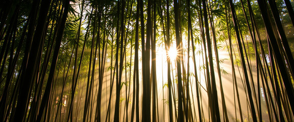 Fototapeta premium Bamboo forest with sunlight streaming through trees