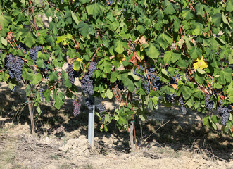 Beautiful bunch of black nebbiolo grapes with green leaves in the vineyards of Barolo, Piemonte, Langhe wine district and Unesco heritage, Italy
