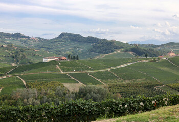 Langhe vineyards near Barolo and La Morra, Unesco Site, Piedmont, Italy