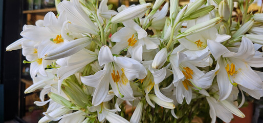White lilies with yellow stamens cluster together, displaying delicate petals and fresh green...