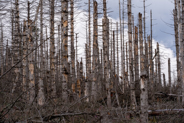 Dead Forest Silence