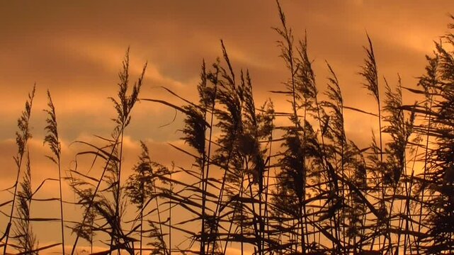 Common Reeds (Phragmites australis) Blowing in the Breeze Against a Sunrise or Sunset Sky