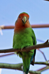 A vibrant lovebird perched on a branch with a striking green and orange plumage, illuminated by natural sunlight. The bird poses against a serene blue sky background, showcasing its vivid colors
