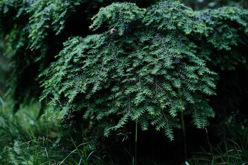 Dense evergreen foliage, showcasing the rich texture and deep green hues of a coniferous tree's...