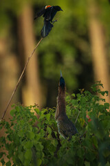 A unique series capturing the rare interaction between a red-winged blackbird and a green heron in...