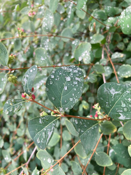 Breynia plant and leaves in nature coverd by dew. Breynia vitis-idaea botany. 