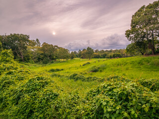 Grassy Field with Trees on a Cloudy Afternoon