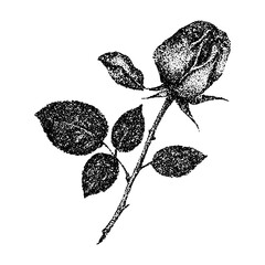 Small rose flower, collage element with vintage stipple photocopy effect, with retro grainy texture. Vector illustration for grunge psychedelic surreal poster or tattoo in 90s